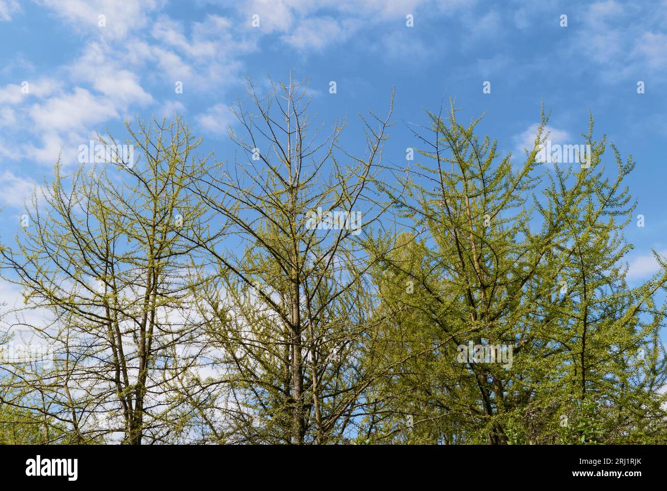 Inflorescence verte ginkgo biloba Banque D'Images