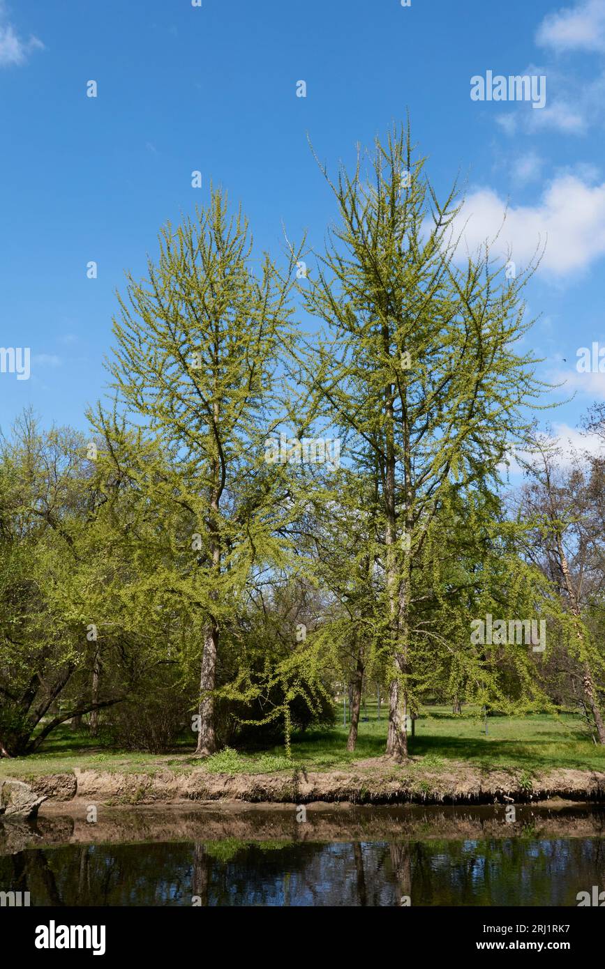 Inflorescence verte ginkgo biloba Banque D'Images
