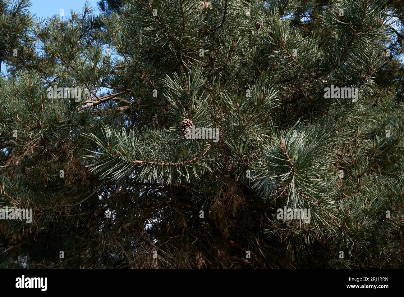 Vue rapprochée de la branche de Pinus sylvestris Banque D'Images