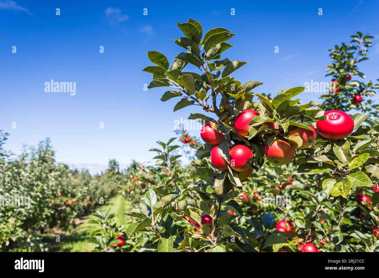 Deux rangées de pommiers pleins de fruits vus sous un ciel bleu dans le Norfolk presque prêts pour la cueillette. Banque D'Images