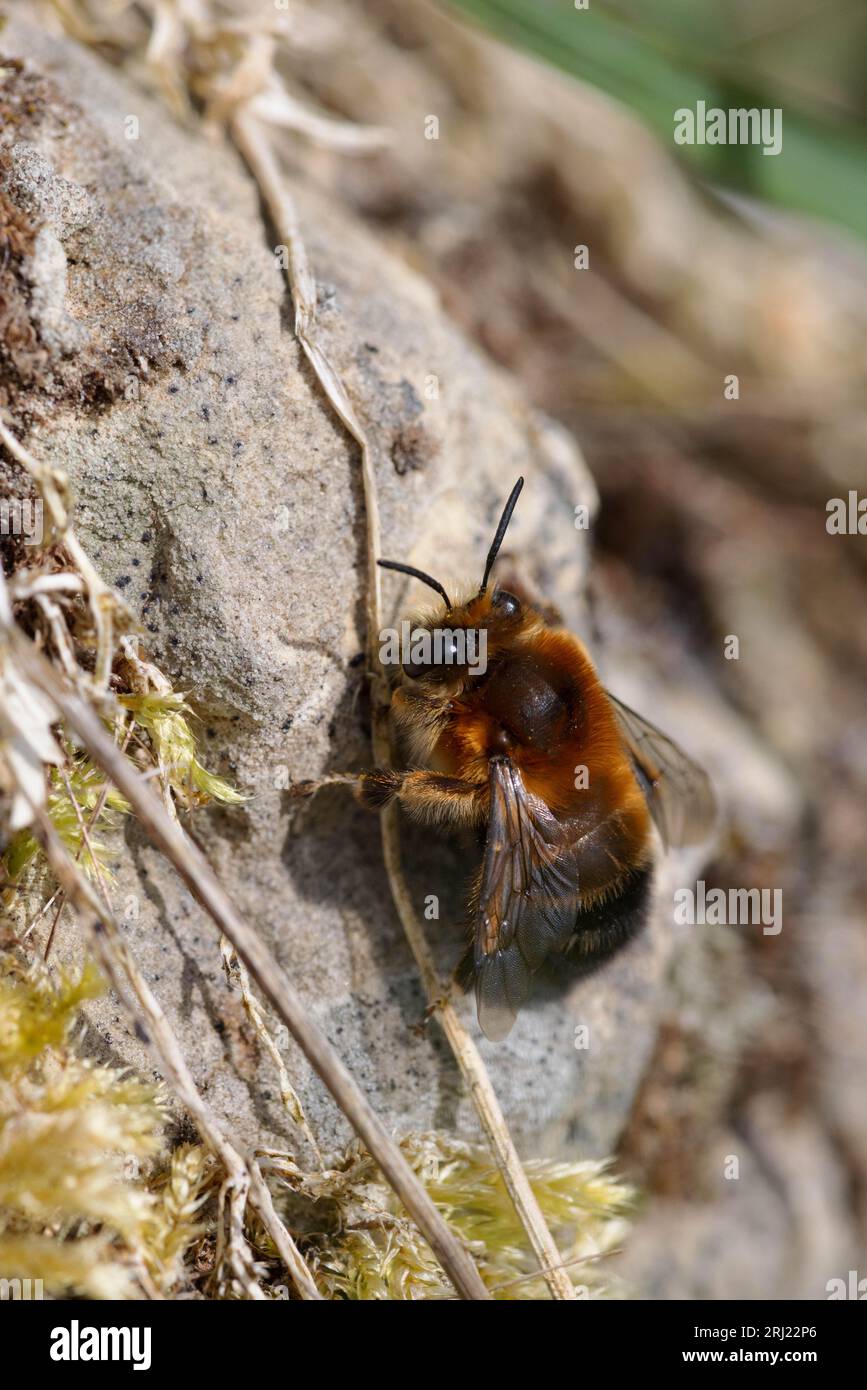 Andrena clarkella, l'abeille mineure de Clark Banque D'Images