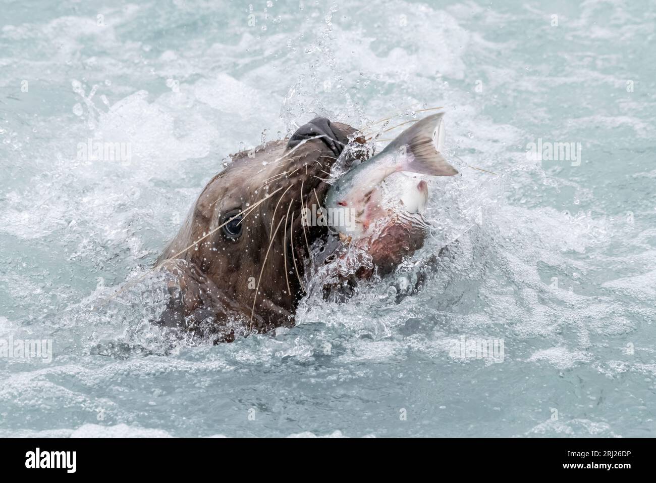 Steller (Nord) Sealion ; proie du saumon rose ; Mammal marin, Alaska Banque D'Images
