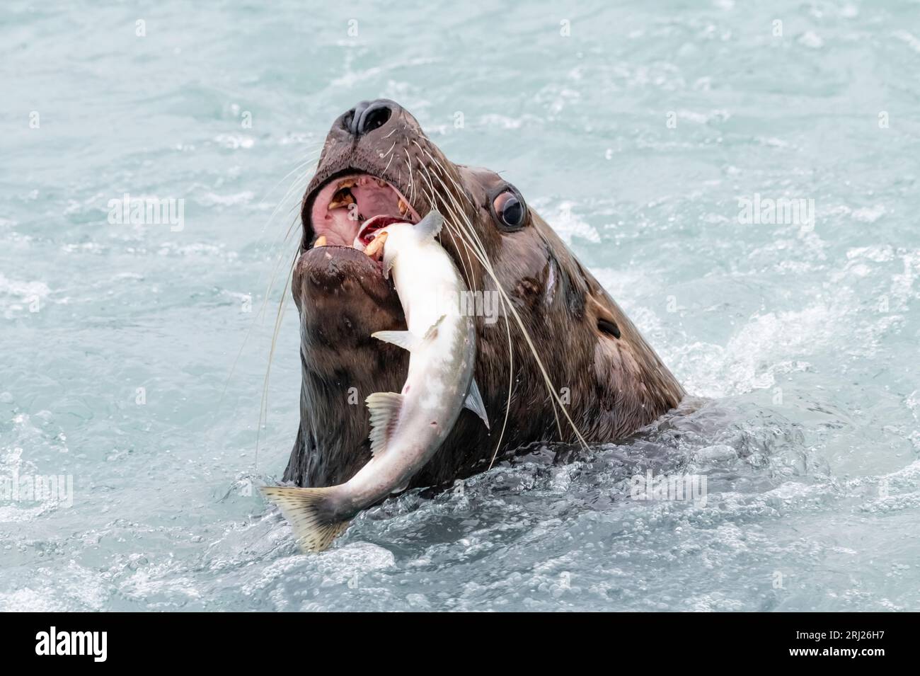 Steller (Nord) Sealion ; proie du saumon rose ; Mammal marin, Alaska Banque D'Images