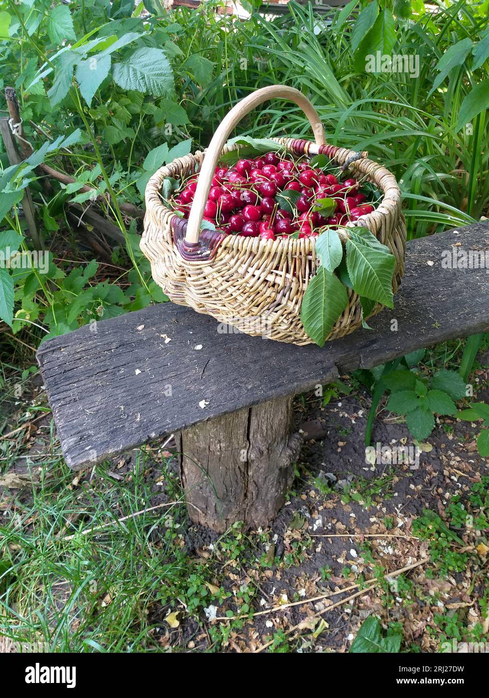fond d'été : un panier en osier plein de cerises rouges mûres parmi l'herbe verte Banque D'Images
