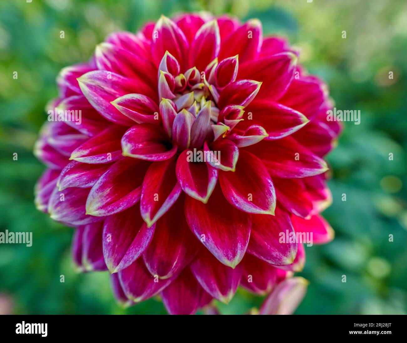 Fleur de dahlia colorée en gros plan Banque D'Images