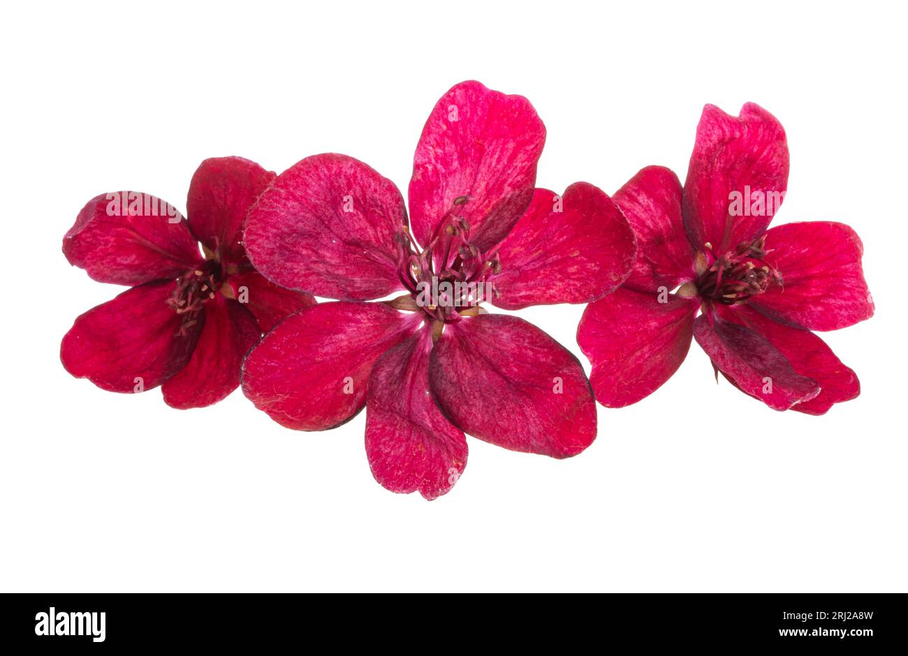 fleurs de pommier rouge isolées sur fond blanc Banque D'Images