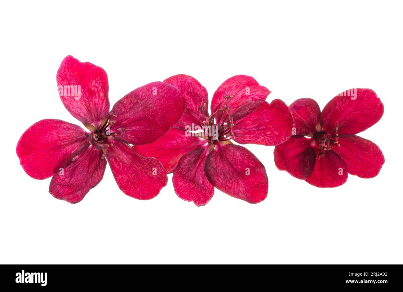 fleurs de pommier rouge isolées sur fond blanc Banque D'Images