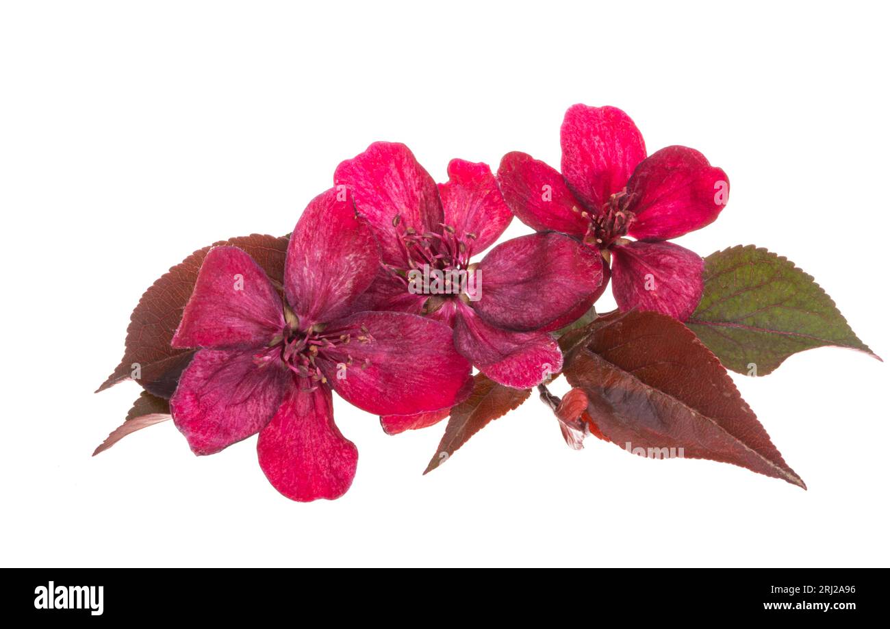 fleurs de pommier rouge isolées sur fond blanc Banque D'Images