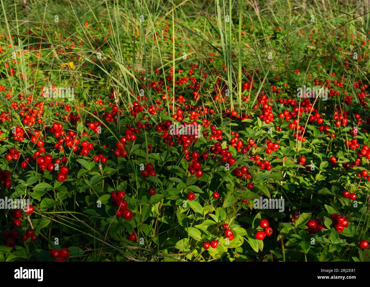 Cornus suecica, cornel nain, Bunchberry. Baies rouges, feuillage de plantes forestières ensoleillées Banque D'Images