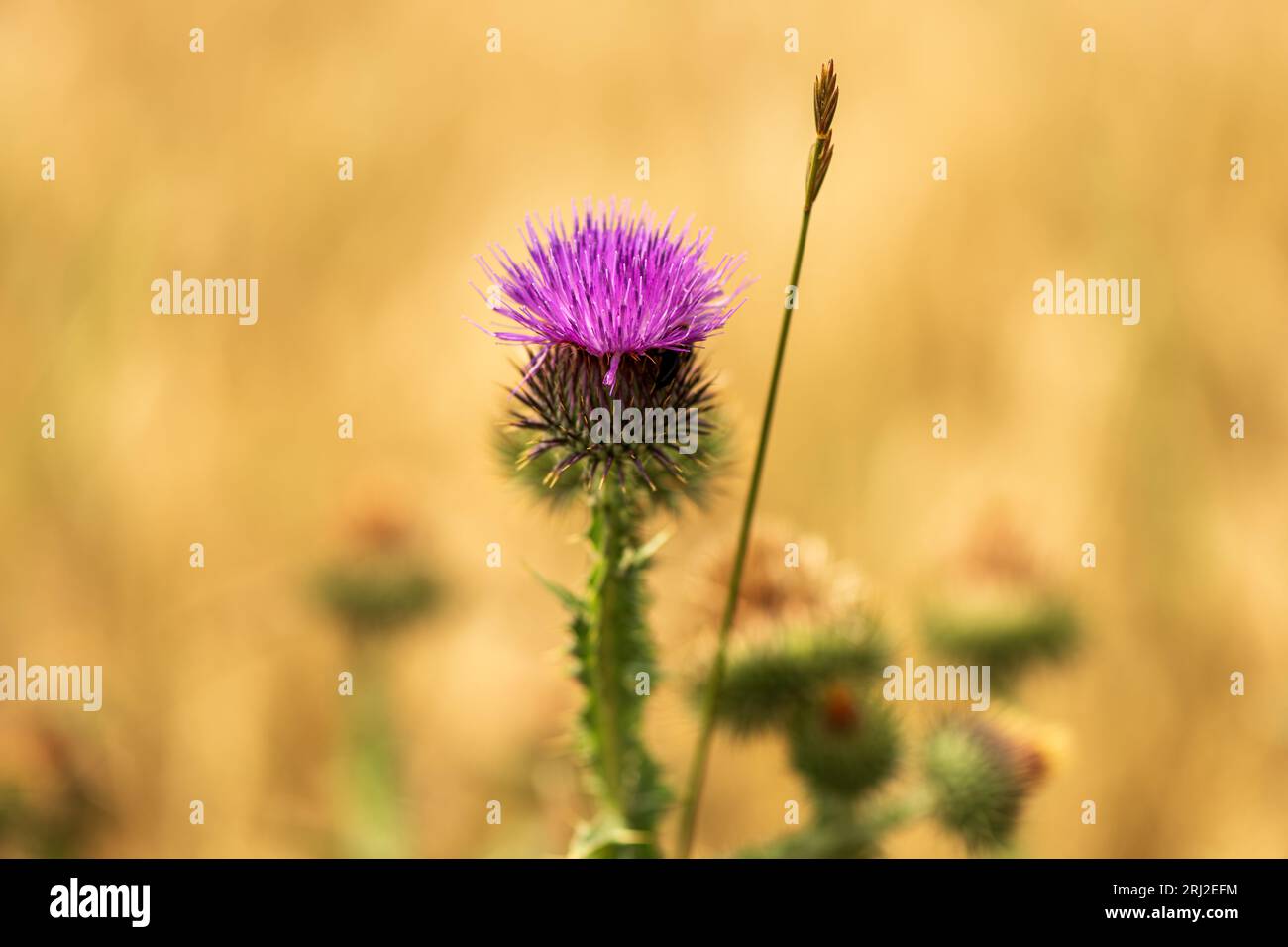 Chardon écossais (Onopordum acanthium) une plante à fleurs non cultivée, foyer sélectif Banque D'Images