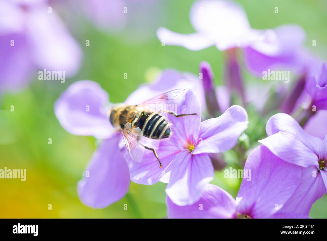 Concept de nature - Hoverfly peut-être Eristalis nemorum se nourrissant sur une plante à fleurs de rêve Damask-violet ou Dames Rocket. Banque D'Images
