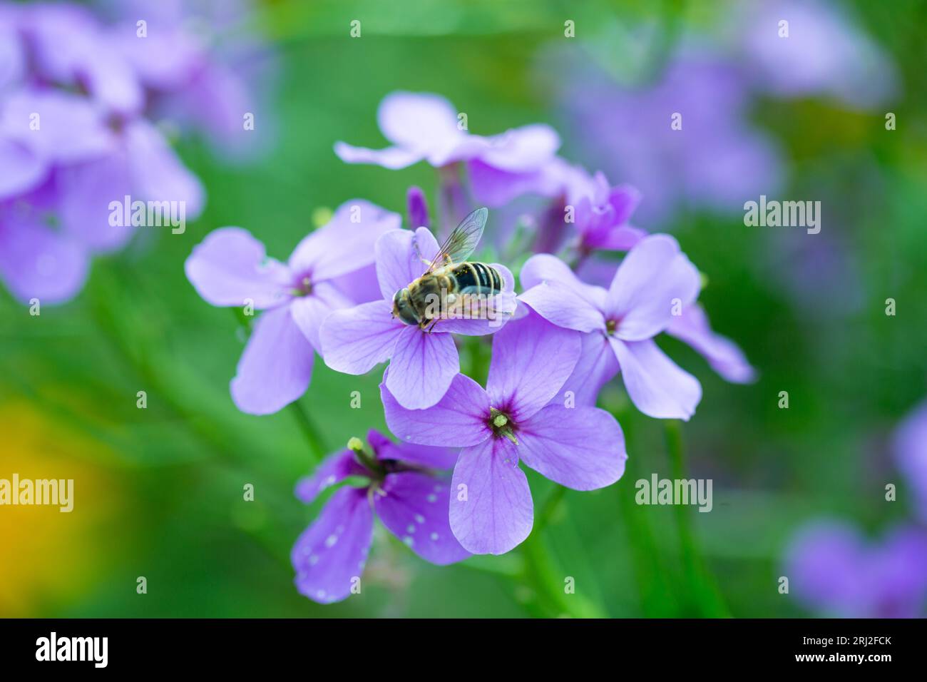 Concept de nature - Hoverfly peut-être Eristalis nemorum se nourrissant sur une plante à fleurs de rêve Damask-violet ou Dames Rocket. Banque D'Images