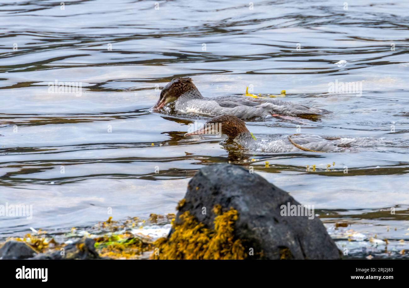 Merganser femelle, Goosandre, oiseaux plongeurs, oiseaux aquatiques, baignade et plongée dans une rivière de pêche Banque D'Images