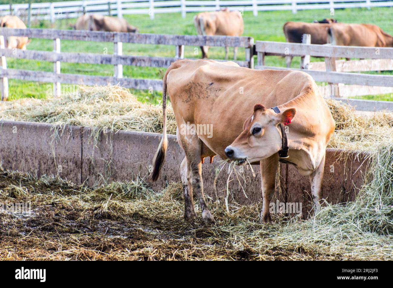 Vaches Jersey dans la ferme pâturant sur le foin Banque D'Images