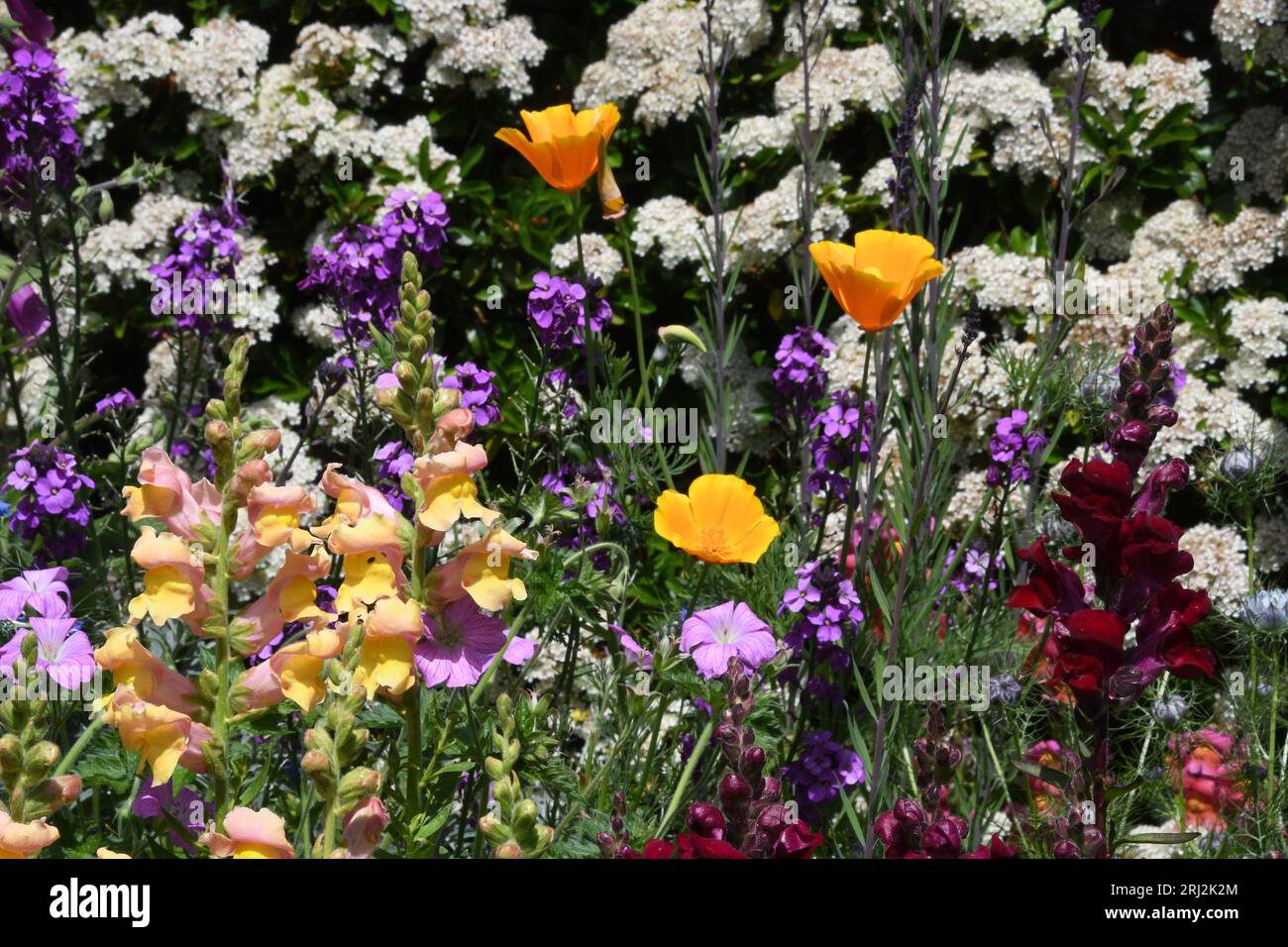 Une bordure de fleur colorée et vive avec un mélange d'antirrhinums dorés et rouges profonds, des coquelicots californiens dorés, amour-dans-un-brouillard bleu, nigella, erysimum Banque D'Images