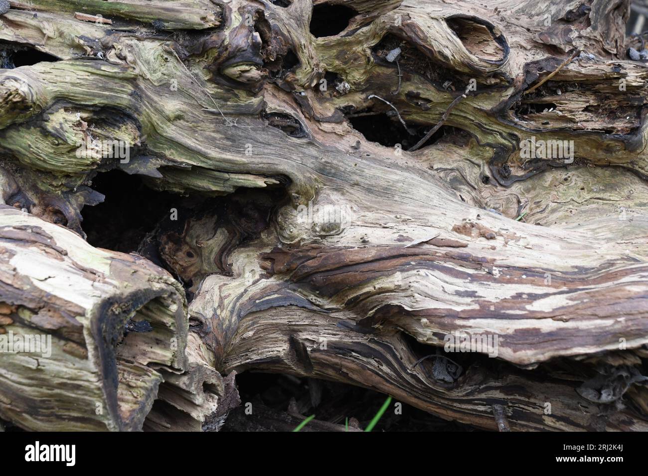 Formes abstraites et couleurs variées d’une vieille souche d’arbre créée par les intempéries, la pourriture et l’action des insectes, Banque D'Images
