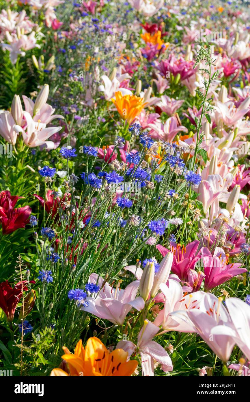 Une palette de couleurs de fleurs d'été Rose bleu orange Lilium Centaurea mélange Flowerbed Colorful Garden Banque D'Images