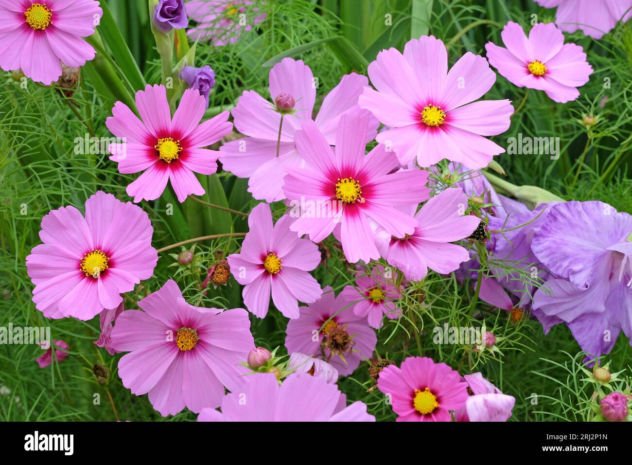 COSMOS bipinnatus, communément appelé cosmos de jardin ou aster mexicain, en fleur. Banque D'Images