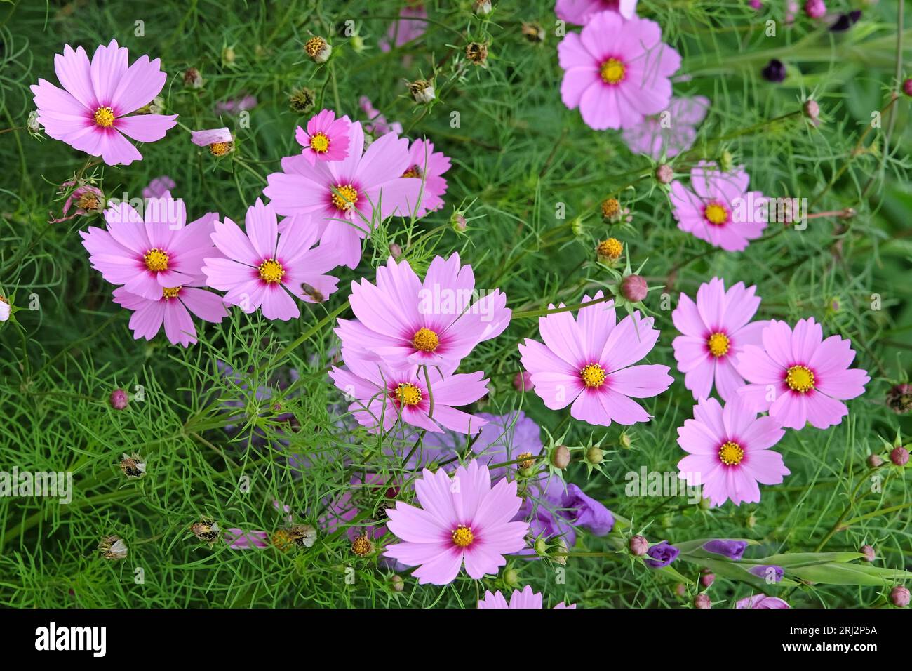 COSMOS bipinnatus, communément appelé cosmos de jardin ou aster mexicain, en fleur. Banque D'Images