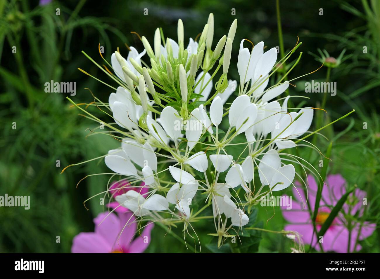 Fleur d'araignée blanche, une espèce de Tarenaya, en fleur. Banque D'Images