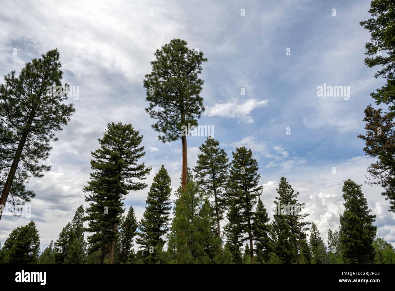 6/11/22. Forêt de pins lodgepole (Pinus contorta). Montana. Secteur géré par l'organisme de conservation The Blackfoot Challenge. Banque D'Images