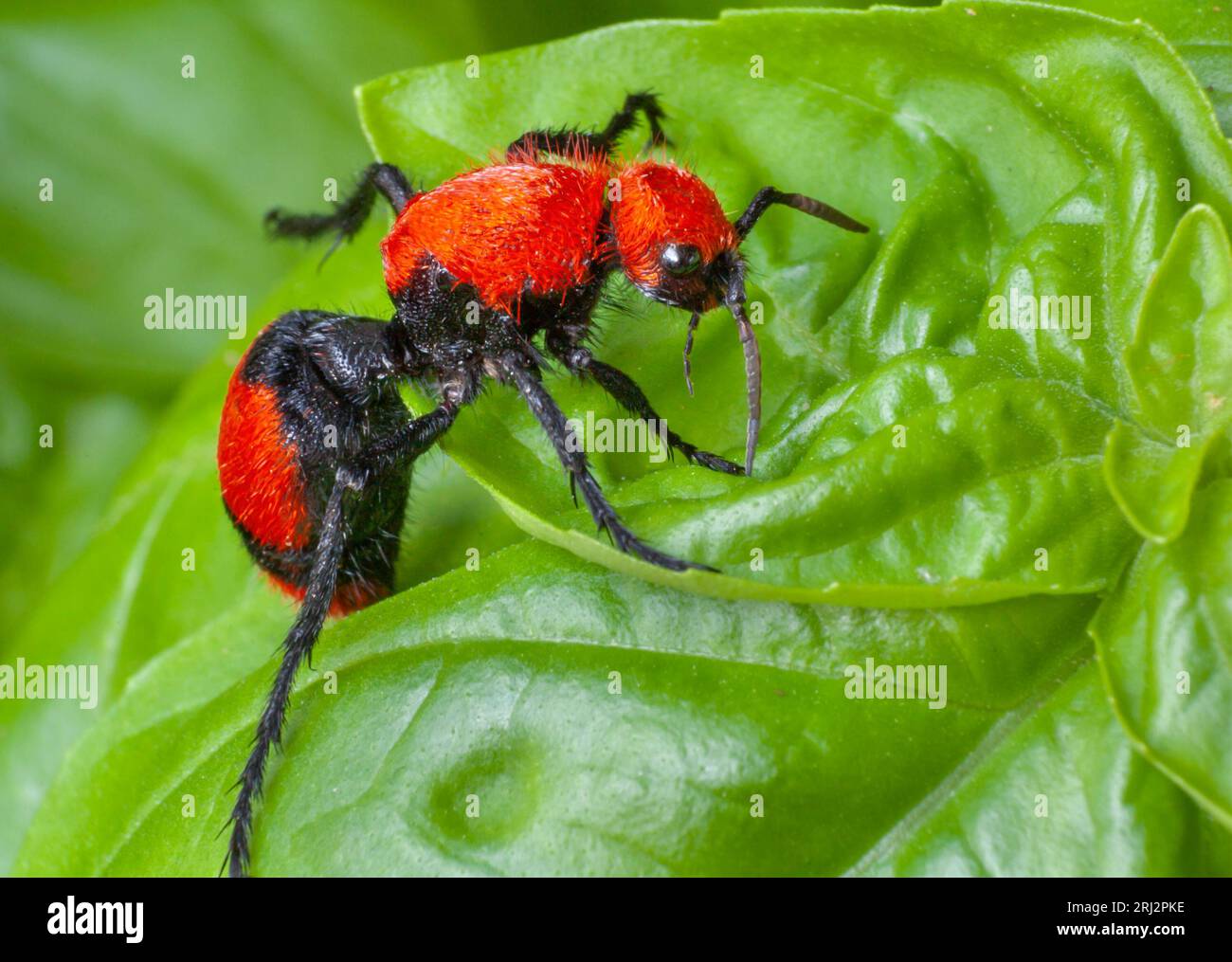 Fourmi de velours rouge, ou fourmi de vache, ou tueur de vache (Dasymutilla occidentalis), Atlanta, Géorgie, États-Unis. Banque D'Images