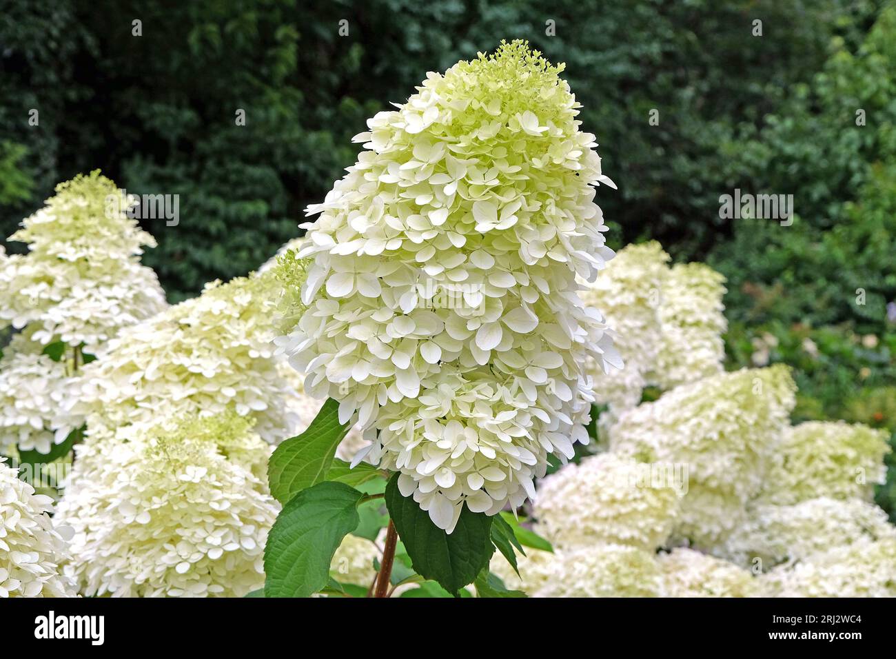 Grande Hydrangea paniculata 'Phantom' blanche en fleur. Banque D'Images