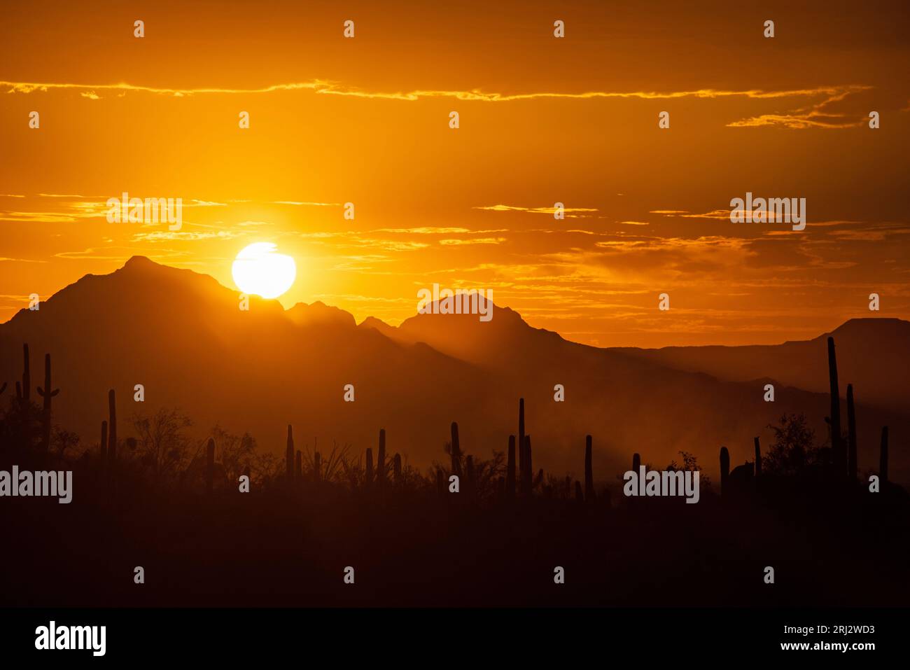 Le soleil couchant dans le désert de sonora Banque D'Images