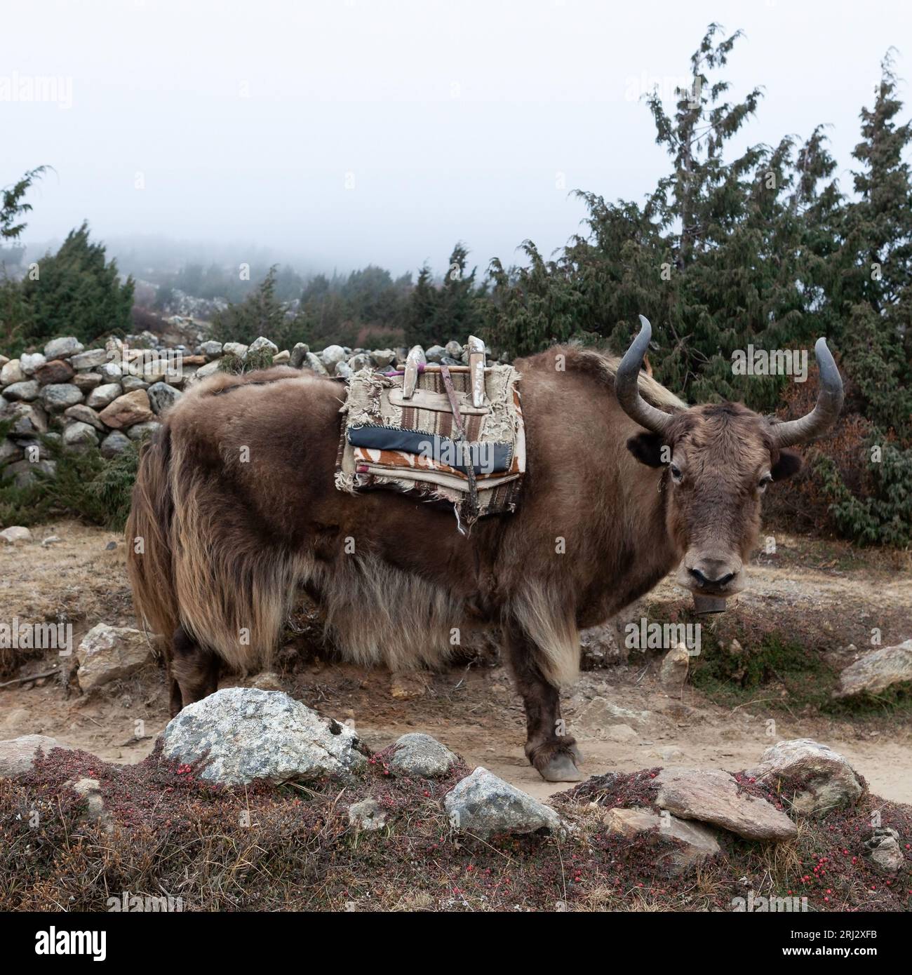 Brun Himalayan Yak sur la piste au Népal par jour nuageux. Banque D'Images