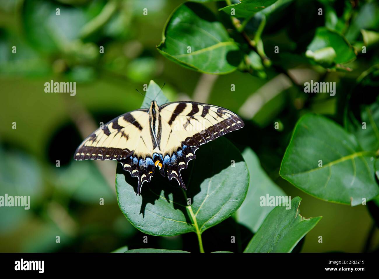 Un papillon à deux queues (Papilio multicaudata) sur une feuille dans un jardin de Cape Cod (USA) Banque D'Images