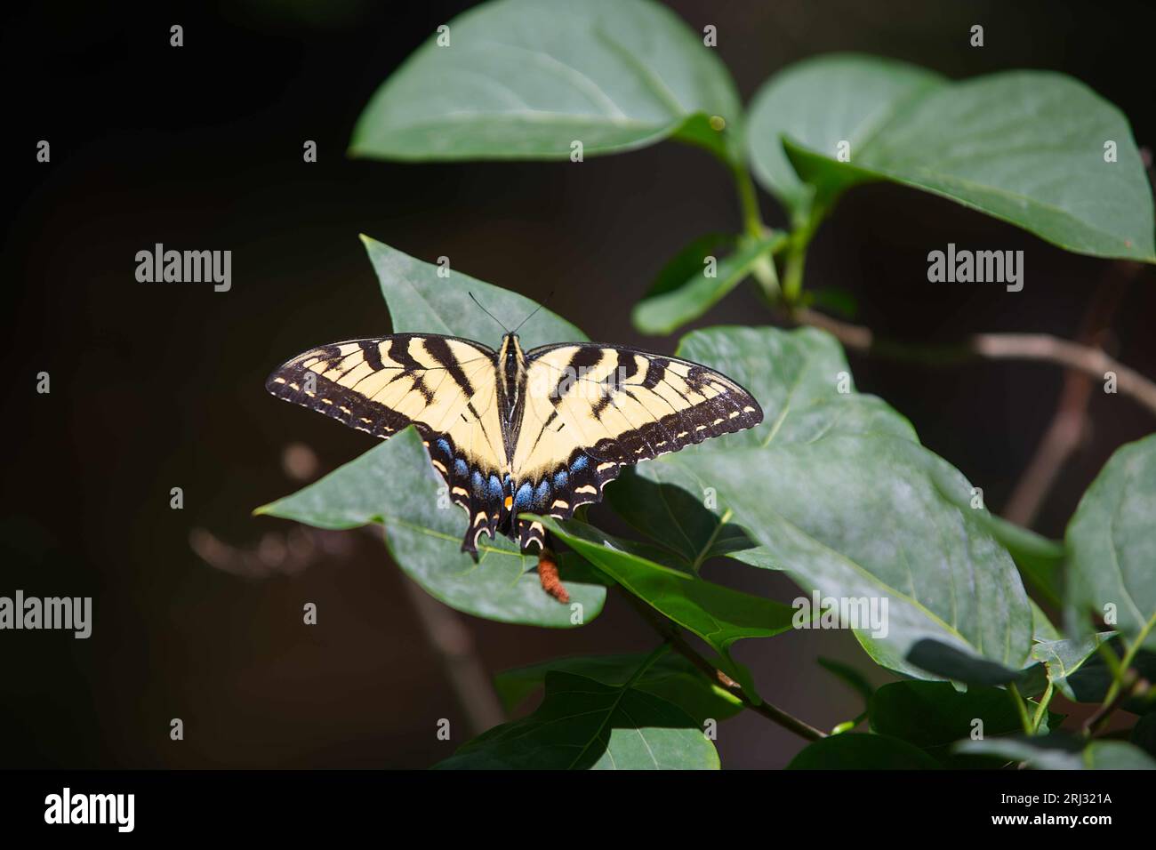 Un papillon à deux queues Swallowtail (Papilio multicaudata) sur une feuille dans un jardin de Cape Cod (États-Unis) Banque D'Images