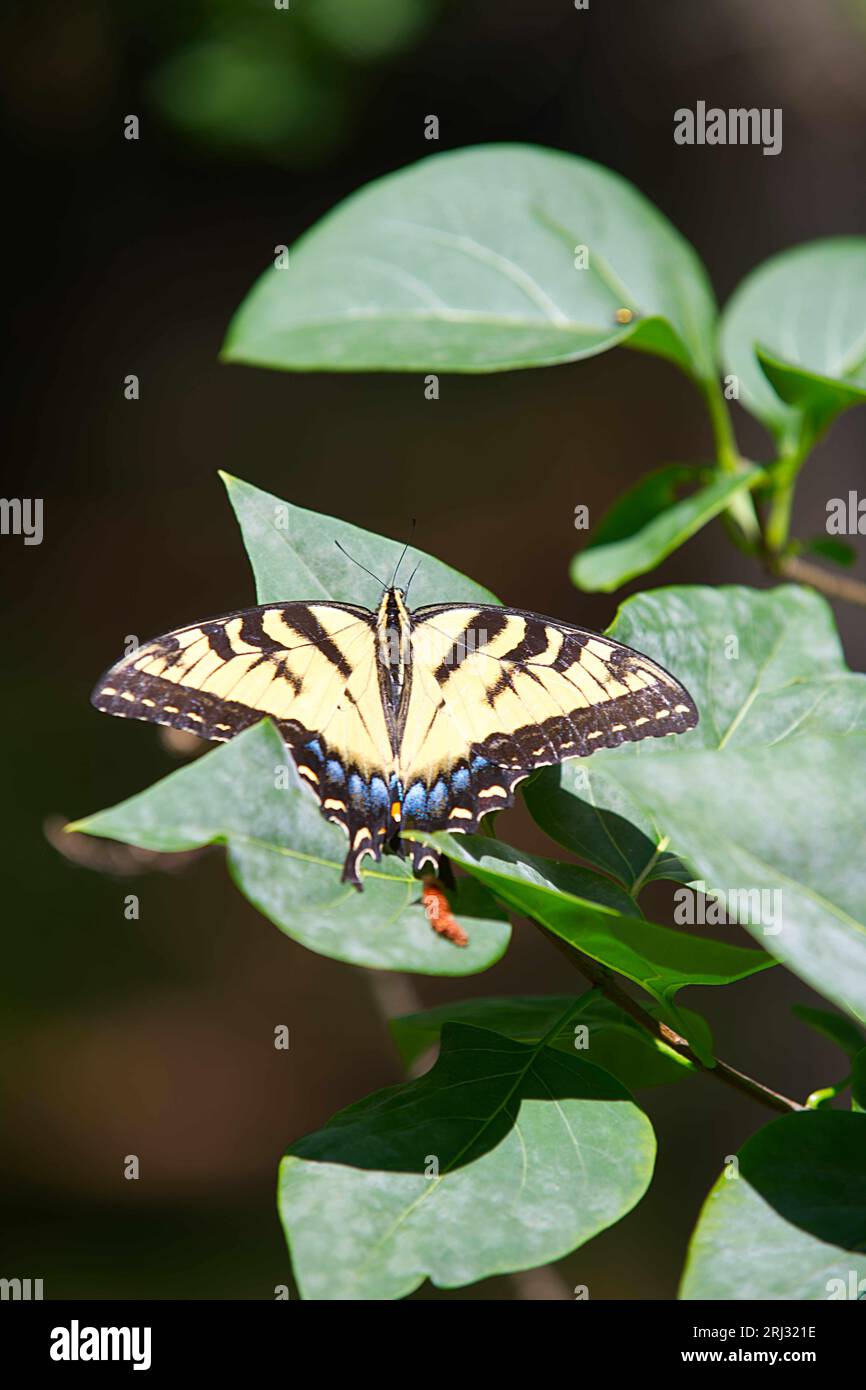 Un papillon à deux queues Swallowtail (Papilio multicaudata) sur une feuille dans un jardin de Cape Cod (États-Unis) Banque D'Images
