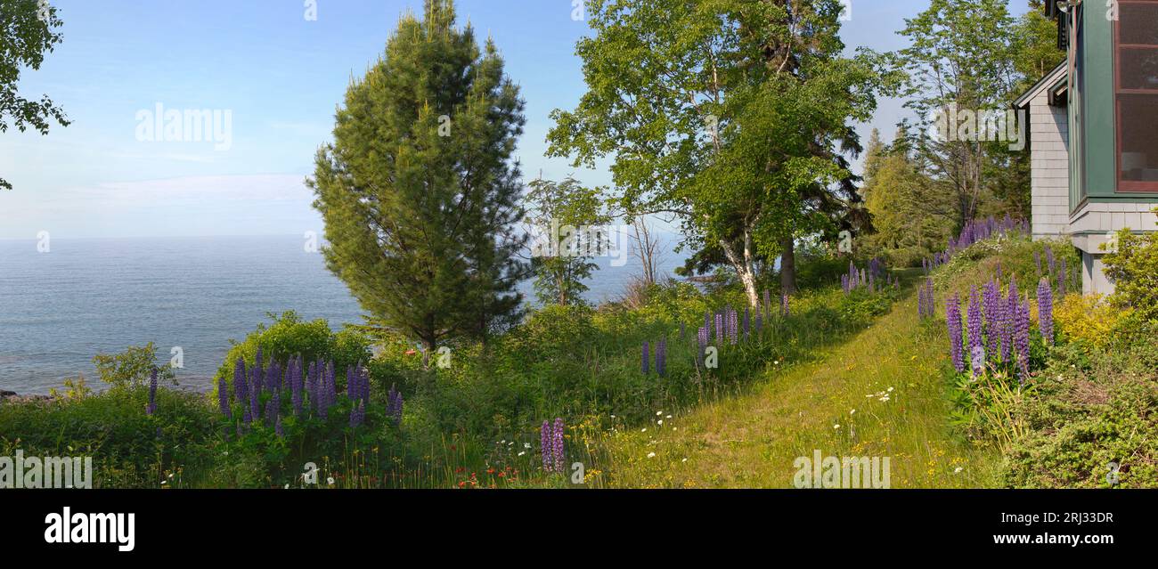 Panorama d'une cour avant de maison de lac avec des fleurs sauvages de lupin le long de la rive nord du lac supérieur, dans le comté de Cook, Minnesota. Le lac supérieur est la Banque D'Images