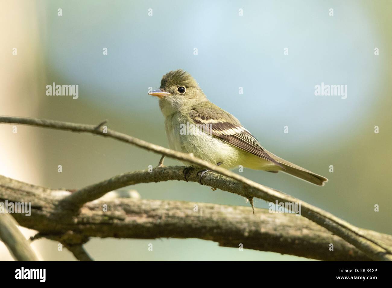 Acadien Flycatcher Empidonax virescens, adulte perché sur une branche, Belleplain State Forest, New Jersey, USA, mai Banque D'Images