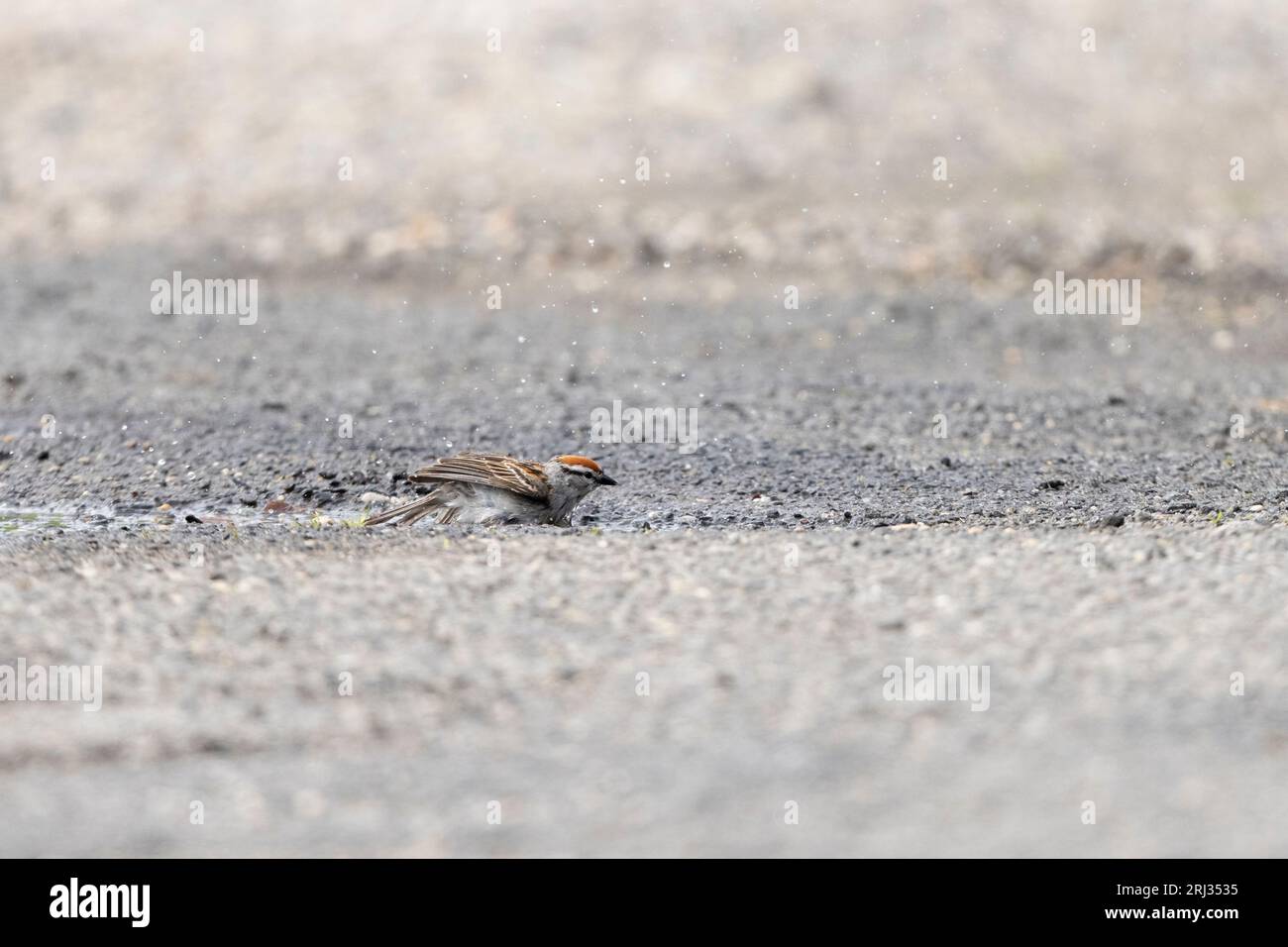 Chipping Moineau Spizella passerina, baignade adulte dans la piscine en bordure de route, Cape May Airport, New Jersey, New Jersey, États-Unis, mai Banque D'Images