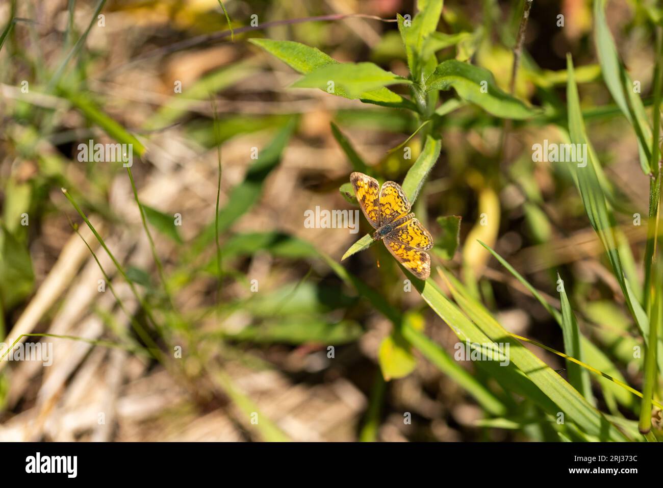 Pearl Crescent Phyciodes tharos, imago se prélasser dans les prairies, Cox Hall Creek Wildlife Management Area, New Jersey, USA, mai Banque D'Images