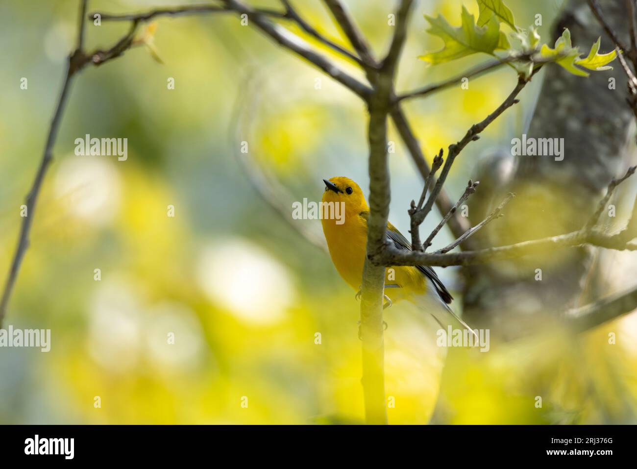 Protonotaire Warbler Protonotaria citrea, mâle adulte perché dans la canopée des arbres, Belleplain State Forest, New Jersey, États-Unis, mai Banque D'Images