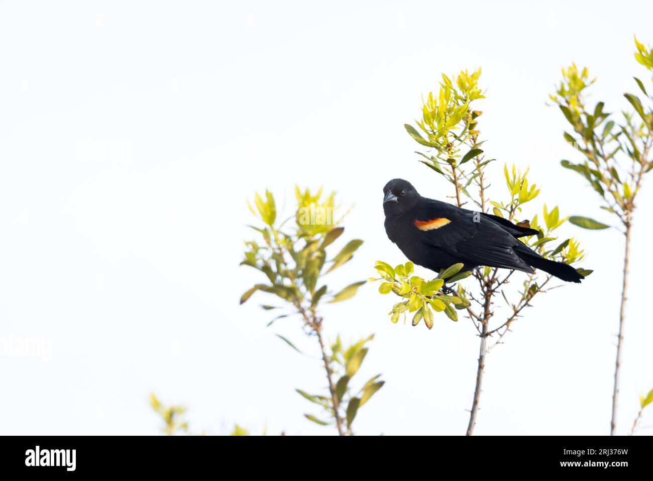 oiseau noir à ailes rouges Agelaius phoeniceus, mâle adulte perché dans des broussailles, Cape May State Park, New Jersey, USA, mai Banque D'Images