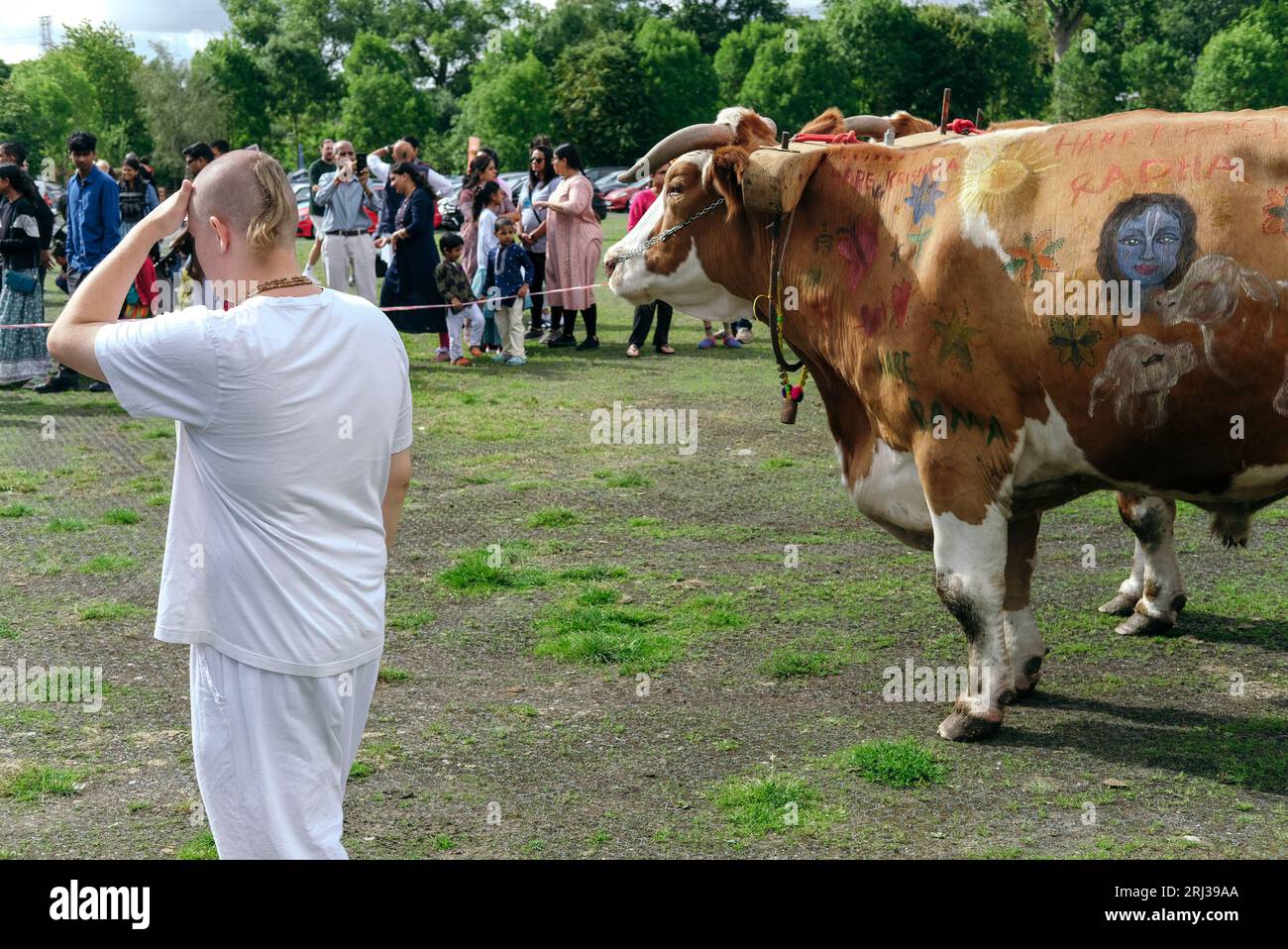 20 août 2023. Bhaktivedanta Manor célèbre ses 50 ans avec une procession de boeufs peints et de vaches, tandis que les dévots de Hare Krishna chantent et dansent leur chemin avec eux. Crédit : Simon King/Alamy Live News Banque D'Images