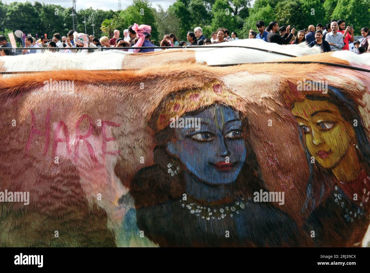 20 août 2023. Bhaktivedanta Manor célèbre ses 50 ans avec une procession de boeufs peints et de vaches, tandis que les dévots de Hare Krishna chantent et dansent leur chemin avec eux. Crédit : Simon King/Alamy Live News Banque D'Images