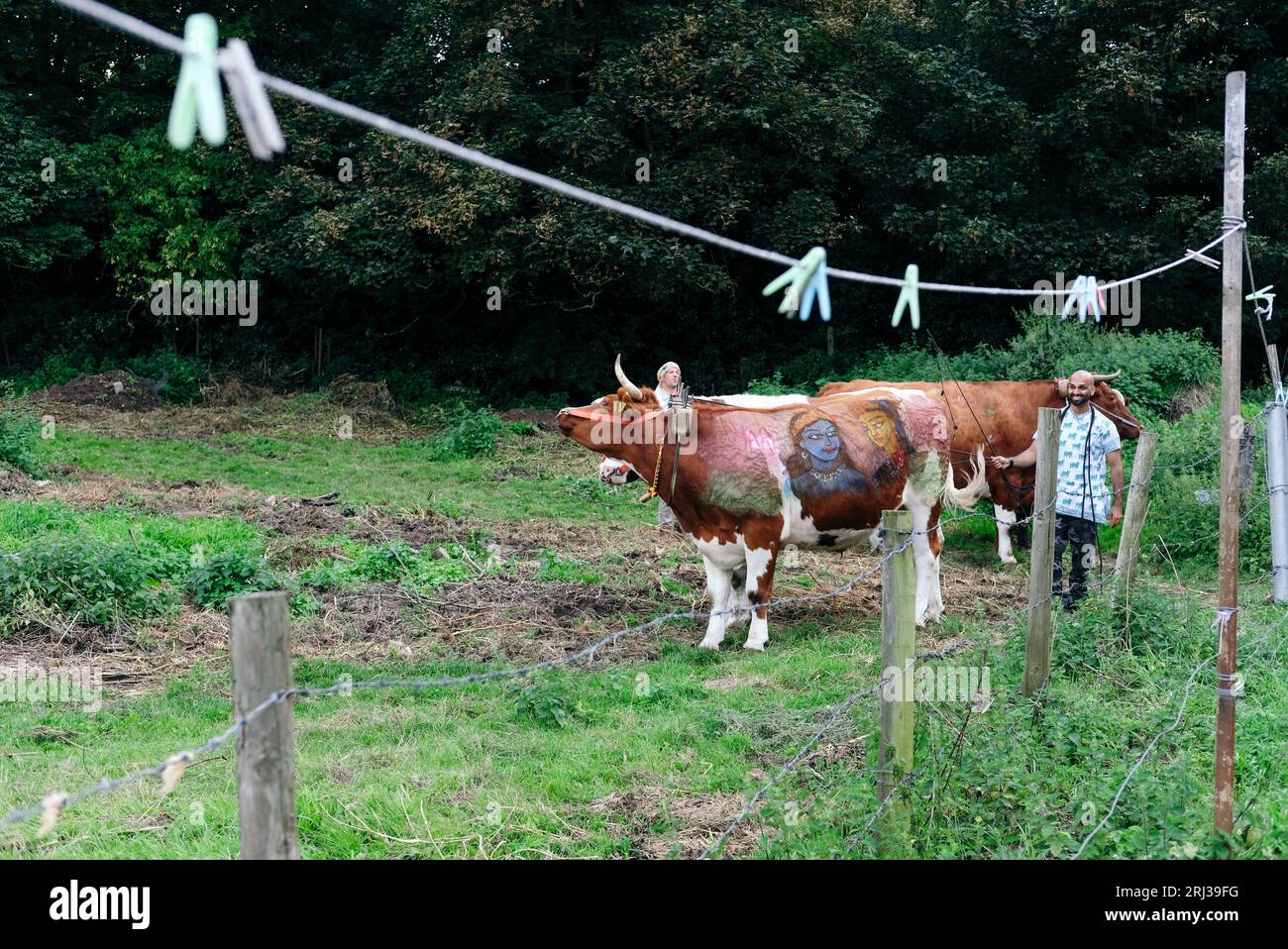 20 août 2023. Bhaktivedanta Manor célèbre ses 50 ans avec une procession de boeufs peints et de vaches, tandis que les dévots de Hare Krishna chantent et dansent leur chemin avec eux. Crédit : Simon King/Alamy Live News Banque D'Images