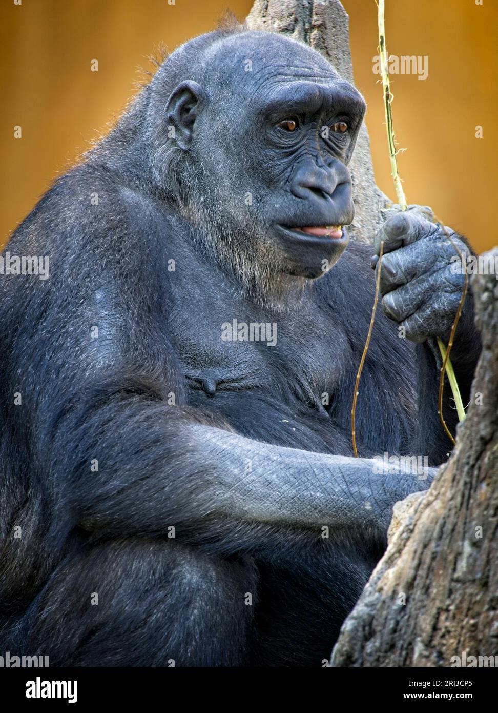 gorilla Calgary Zoo Alberta Banque D'Images