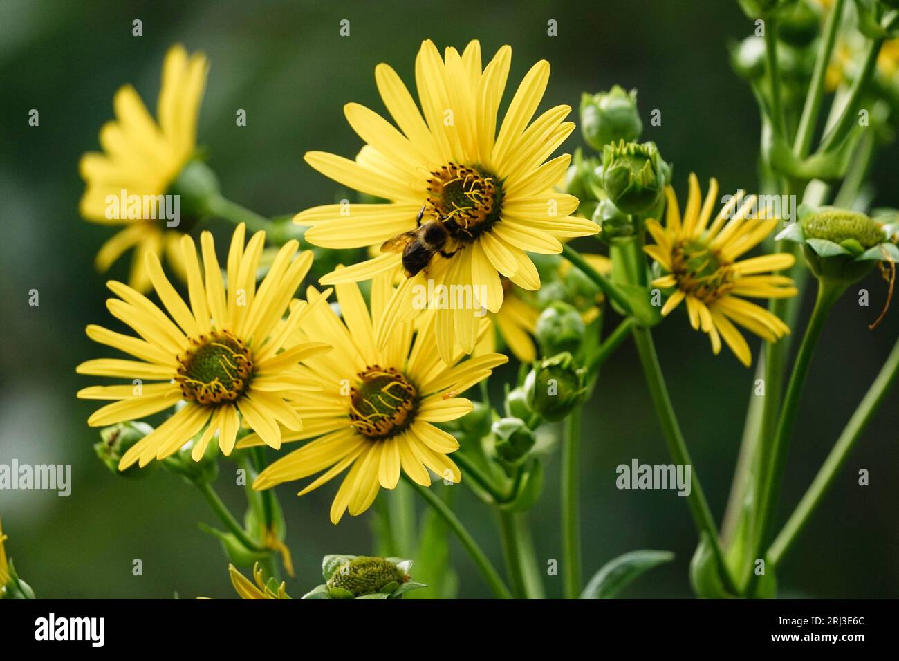 Fleurs pollinisatrices de bourdons. Banque D'Images