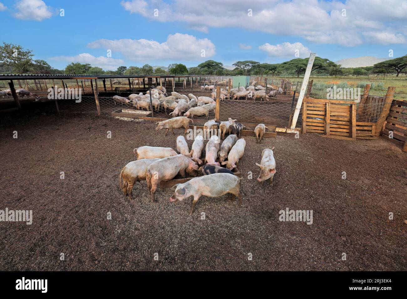 Porcs se nourrissant en enclos dans une ferme rurale de porcs de Namibie rurale Banque D'Images