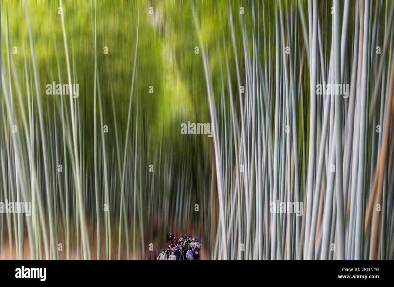 Kyoto, Japon - 27 mars 2023 : Bamboo Grove dans le magnifique parc Kameyama près de la rivière Katsura à Arashiyama, Kyoto, Japon. Effet Adamski Banque D'Images