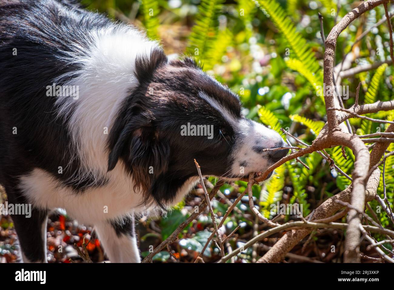 Chiot mâle Border Collie de race pure mâchant sur le bâton. Banque D'Images