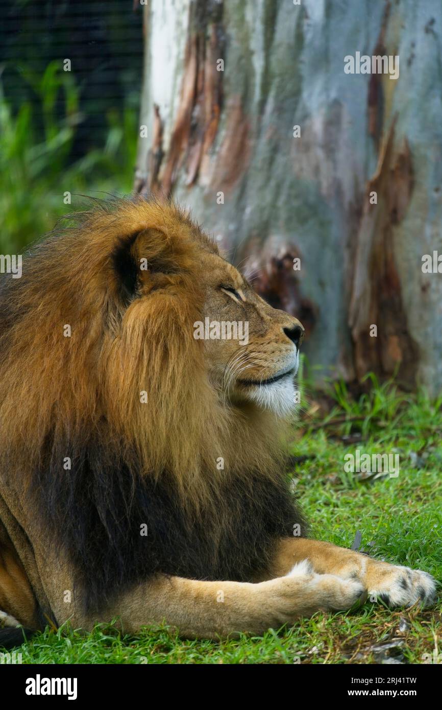 Un lion africain juvénile repose dans l'herbe reposant dans le zoo Banque D'Images