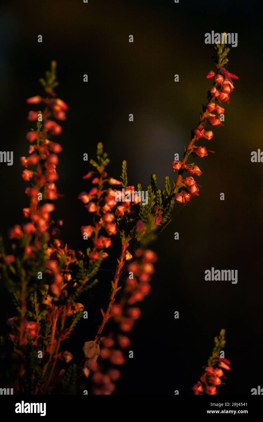 Bruyère fleurie (Calluna vulgaris). Ritoniemenpää, Vehmersalmi, Kuopio, Finlande, 2023-08-18 05:45 +03. Temp +12 °C, vent N 3 m/s. Banque D'Images