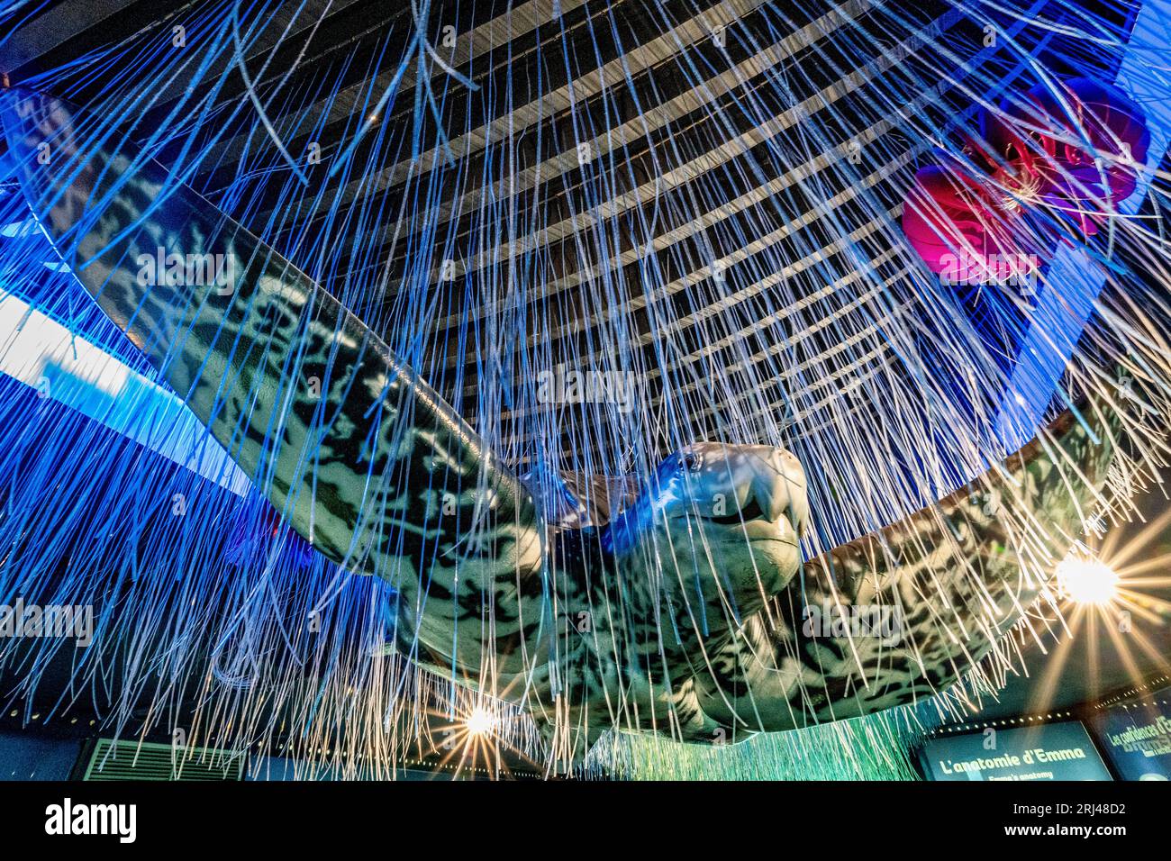 Kélonia, centre de soins aux tortues marines à la Réunion, dédié à la réhabilitation, à la conservation et à l’éducation à la protection de la vie marine. Banque D'Images