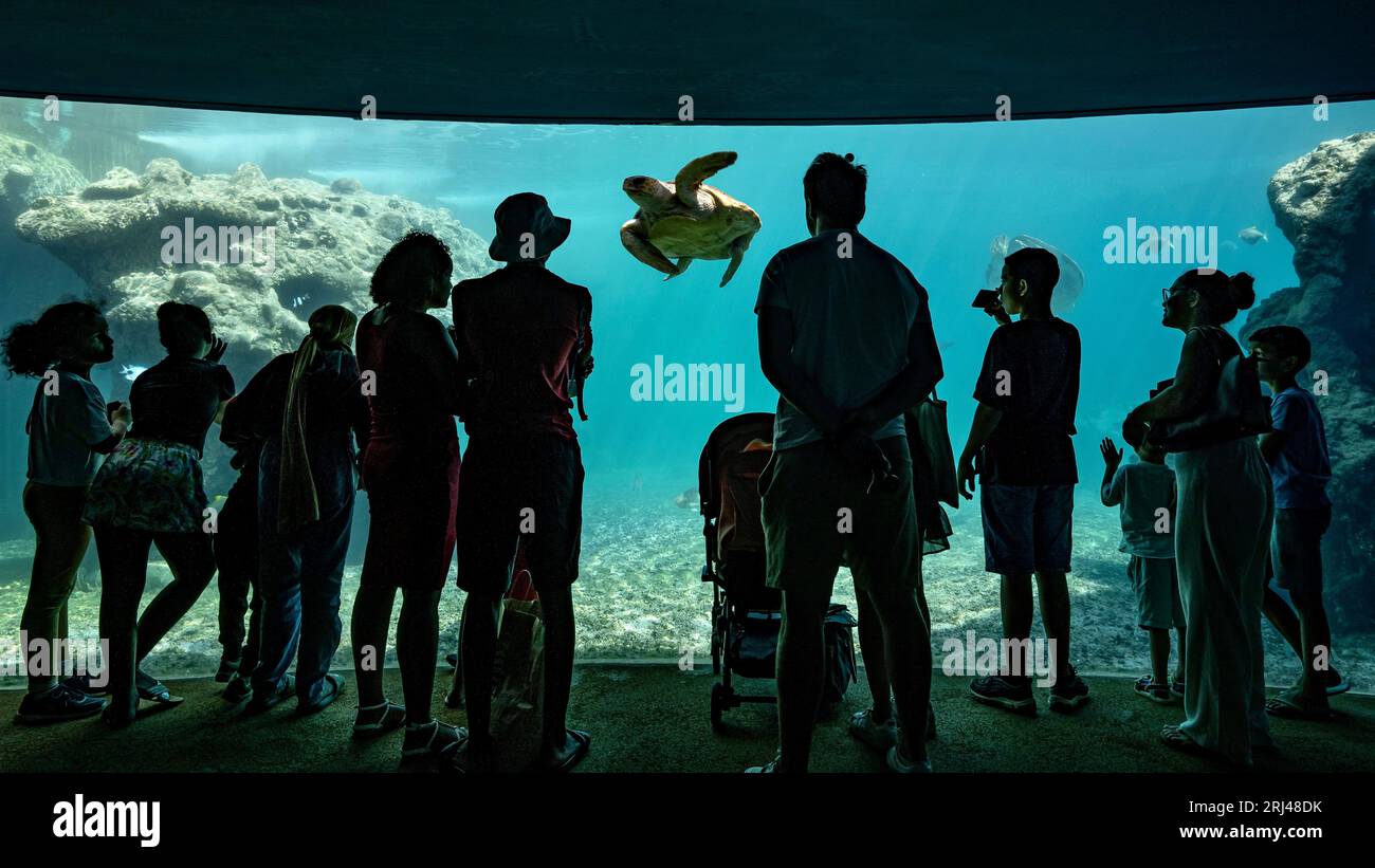 Kélonia, centre de soins aux tortues marines à la Réunion, dédié à la réhabilitation, à la conservation et à l’éducation à la protection de la vie marine. Banque D'Images